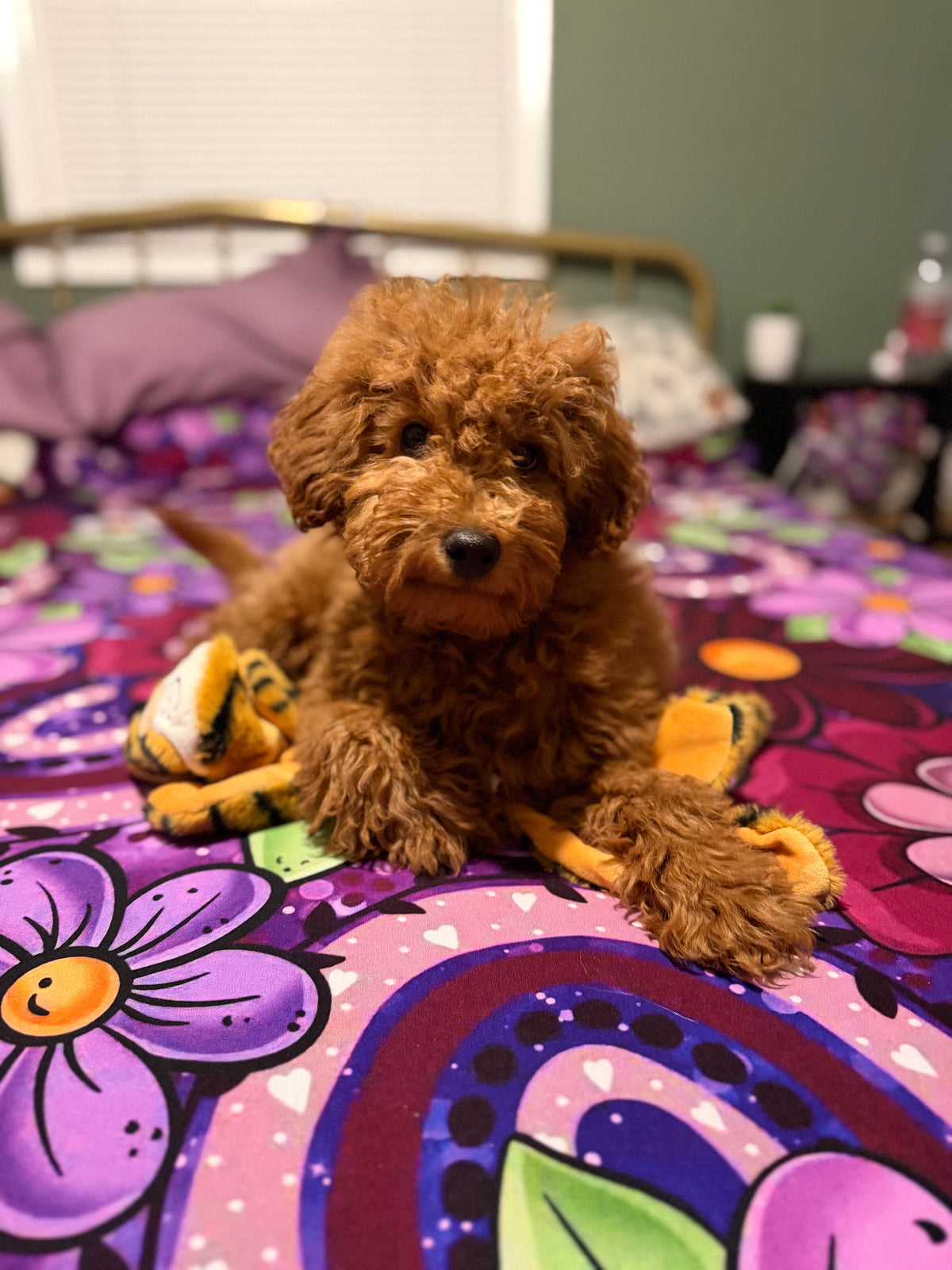 Cozy Blooms Twin Sheet